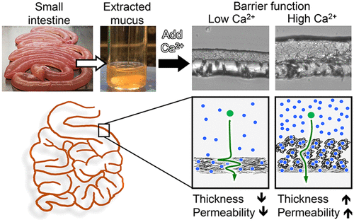 In Vitro Reconstitution Of An Intestinal Mucus Layer Shows That Cations