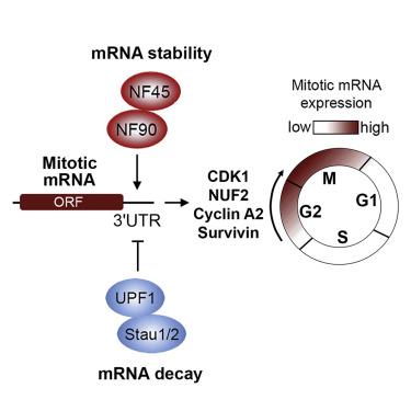 NF45 And NF90 Regulate Mitotic Gene Expression By Competing With