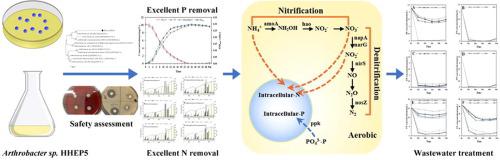 Phosphorus And Nitrogen Removal By A Novel Phosphate Accumulating