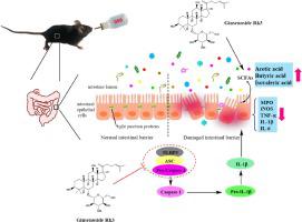 Ginsenoside Rk Alleviated Dss Induced Ulcerative Colitis By Protecting