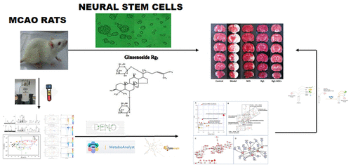 Metabolomic Profiling Of The Synergistic Effects Of Ginsenoside Rg In