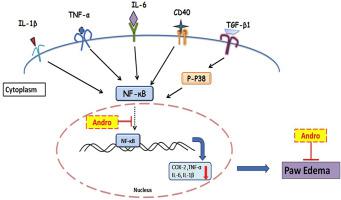 Andrographolide Attenuates Complete Freund S Adjuvant Induced Arthritis