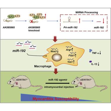 LncRNA AK085865 Promotes Macrophage M2 Polarization In CVB3 Induced VM