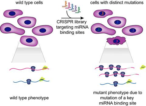 Crispr Screening Strategies For Microrna Target Identification The