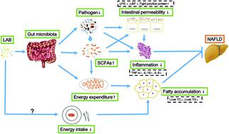 Bifidobacterium Adolescentis And Lactobacillus Rhamnosus Alleviate Non