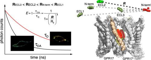 Flim Fret Based Structural Characterization Of A Class A Gpcr Dimer In