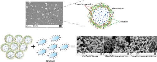 载有庆大霉素的抗菌原花青素 壳聚糖复合纳米颗粒 International Journal of Biological