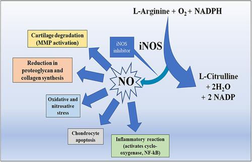 Inos Journal Of Cellular Physiology X Mol