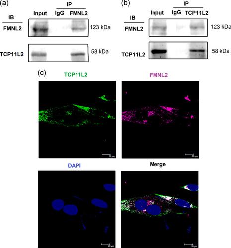 Tcp L Fmnl Journal Of Cellular Physiology X Mol