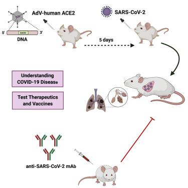 A Sars Cov Infection Model In Mice Demonstrates Protection By