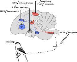 Sex Differences And Similarities In The Neural Circuit Regulating Song