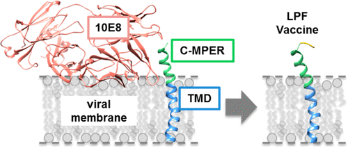 Cholesterol Constrains The Antigenic Configuration Of The Membrane