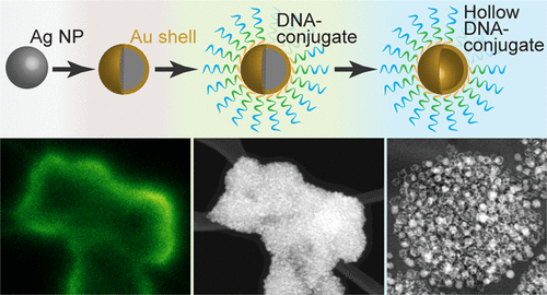 DNA Mediated Three Dimensional Assembly Of Hollow AuAg Alloy Nanocages