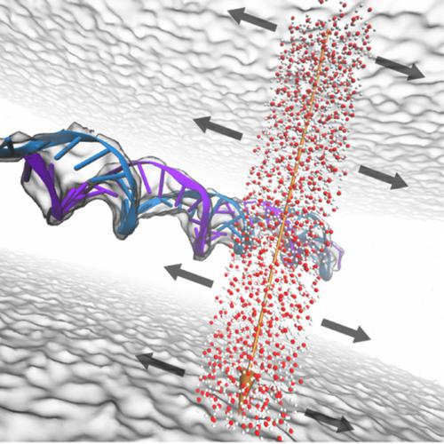 Modeling The Effect Of Ion Induced Shock Waves And DNA Breakage With