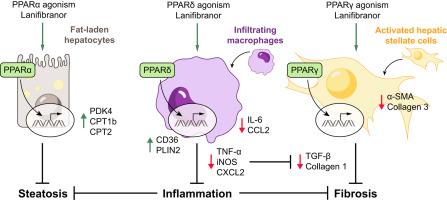 Differential Effects Of Selective And Pan PPAR Agonists On