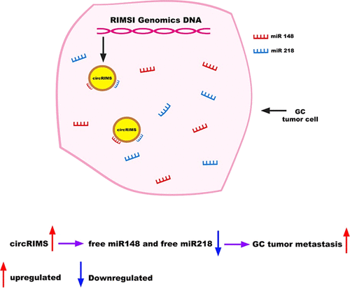 CircRNA CircRIMS充当MicroRNA海绵可促进胃癌转移 ACS Omega X MOL