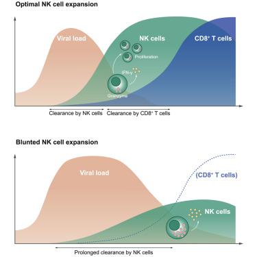 Coordinated Viral Control By Cytotoxic Lymphocytes Ensures Optimal