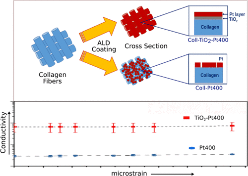 Highly Conductive Collagen By Low Temperature Atomic Layer Deposition