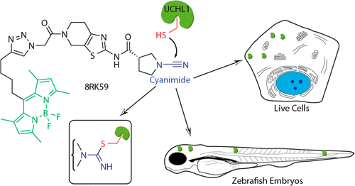 A Small Molecule Activity Based Probe For Monitoring Ubiquitin C