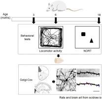 Journal Of Chemical Neuroanatomy X Mol