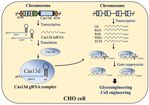 CRISPR Cas13d For Gene Knockdown And Engineering Of CHO Cells ACS