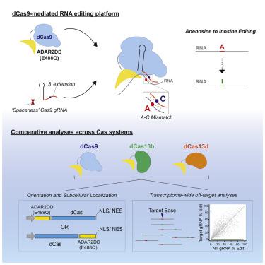 用于位点特异性 RNA 编辑的工程化 CRISPR Cas 介导系统的评估 Cell Reports X MOL