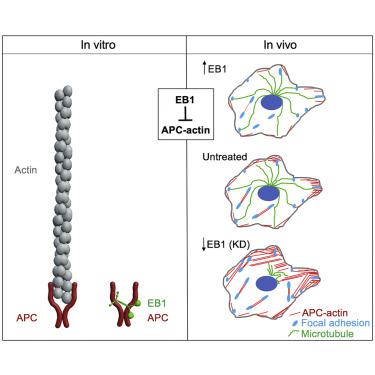 EB1 Directly Regulates APC Mediated Actin Nucleation Current Biology