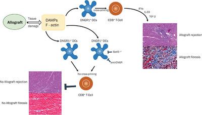 DNGR 1 树突状细胞交叉展示与死细胞相关的抗原有助于小鼠慢性异体移植排斥 European Journal of Immunology