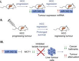 Microrna P Is A Potent Tumour Suppressor In Hepatocellular