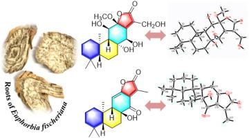 Eupholides AH Abietane Diterpenoids From The Roots Of Euphorbia