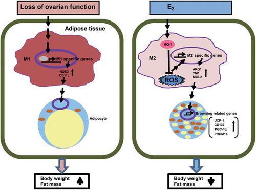 Estrogen Enhances Browning In Adipose Tissue By M Macrophage