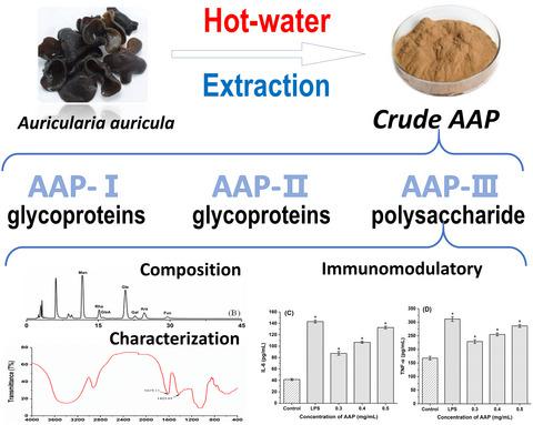 Isolation Purification Characterization And Immunomodulatory Effects