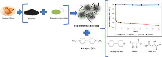 Enhanced Paraquat Removal From Contaminated Water Using Cell