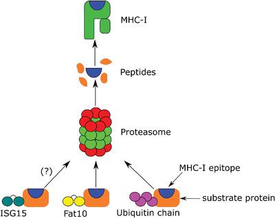 Evidence For An Involvement Of The Ubiquitin Like Modifier ISG15 In MHC