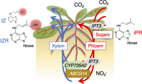 Cytokinin Biosynthesis And Transport For Systemic Nitrogen Signaling