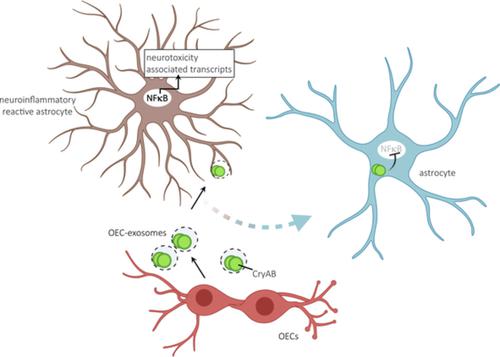 嗅鞘细胞 星形胶质细胞串扰的新因子抗炎蛋白α 晶状体蛋白B Glia X MOL