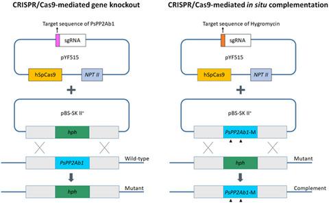 A Crispr Cas Mediated In Situ Complementation Method For Phytophthora