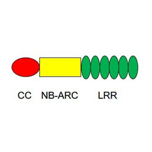 Diversity Structure And Function Of The Coiledcoil Domains Of Plant