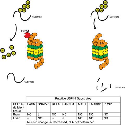 Examination Of Genetic And Pharmacological Tools To Study The