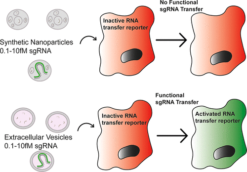 Natural Or Synthetic RNA Delivery A Stoichiometric Comparison Of