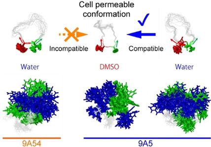 Conformational Plasticity Of Cyclic Rasinhibitor Peptides Defines Cell