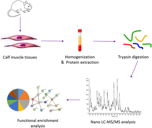 Quantitative Proteomics Analysis For The Identification Of Differential