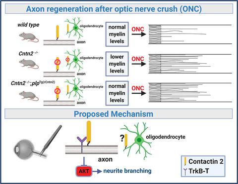 Neuronal But Not Glial Contactin 2 Negatively Regulates Axon