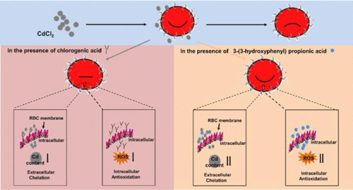 Comparative Study On The Protective Effect Of Chlorogenic Acid And 3 3