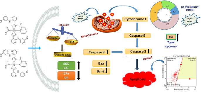 In Vitro Anticancer Activity Of Novel Co Ii And Ni Ii Complexes Of