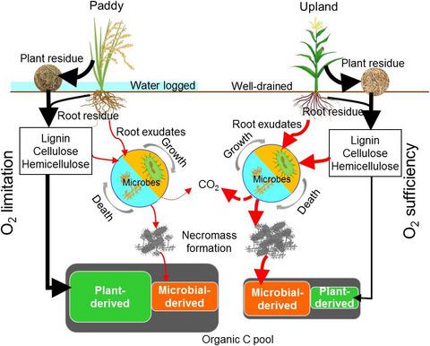 Contrasting Pathways Of Carbon Sequestration In Paddy And Upland Soils