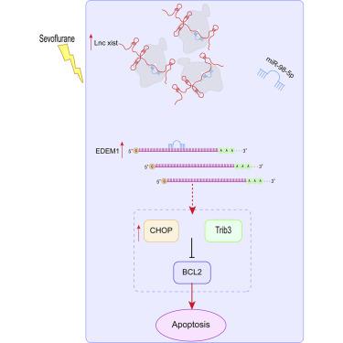 Lncrna Xist Mir P Edem Molecular