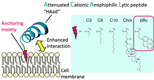 Potentiating The Membrane Interaction Of An Attenuated Cationic