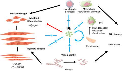 III 和 III 型干扰素在肌炎中的作用综述 Brain Pathology X MOL