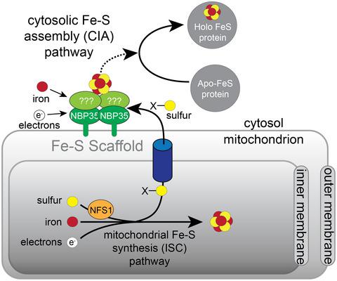 A Key Cytosolic Ironsulfur Cluster Synthesis Protein Localizes To The